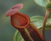 planta-carnivora-nepenthes-14