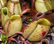 planta-carnivora-nepenthes-15