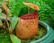planta-carnivora-nepenthes-2