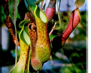 planta-carnivora-nepenthes-3