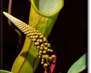 planta-carnivora-nepenthes-4