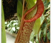 planta-carnivora-nepenthes-5