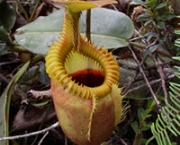 planta-carnivora-nepenthes-6