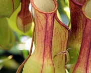 planta-carnivora-nepenthes-7