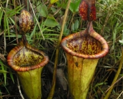 planta-carnivora-nepenthes-9