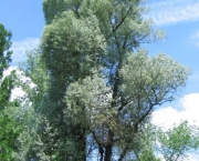 Planta Salix Alba (1)