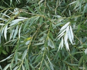 Planta Salix Alba (2)