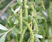 Planta Salix Alba (3)