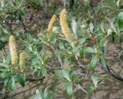 Planta Salix Alba (4)