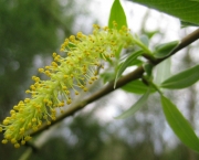 Planta Salix Alba (5)