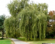 Planta Salix Alba (7)