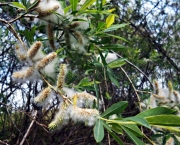 Planta Salix Alba (8)