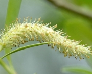 Planta Salix Alba (9)
