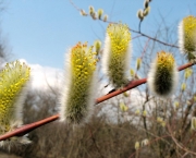 Planta Salix Alba (10)
