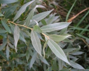 Planta Salix Alba (12)
