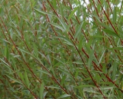 Planta Salix Alba (13)