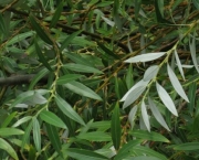 Planta Salix Alba (15)