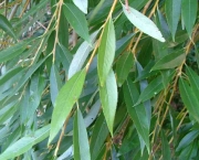 Planta Salix Alba (17)