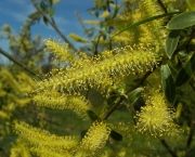 Planta Salix Alba (18)