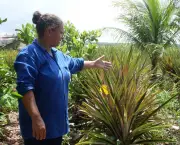 plantacao-de-abacaxi-13