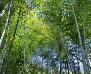 plantacao-bambu-1