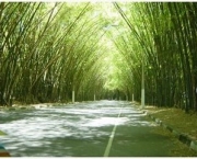 plantacao-bambu-11