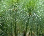 plantacao-bambu-13