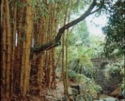 plantacao-bambu-14