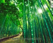 plantacao-bambu-3