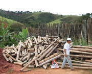 plantacao-bambu-4