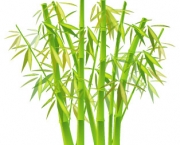 plantacao-bambu-8