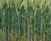 plantacao-de-trigo-1