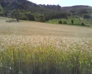 plantacao-de-trigo-5