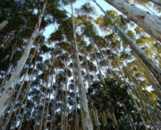 plantacoes-de-eucalipto-11