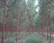 plantacoes-de-eucalipto-12