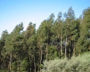 plantacoes-de-eucalipto-3