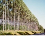 plantacoes-de-eucalipto-7