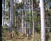 plantacoes-de-eucalipto-9