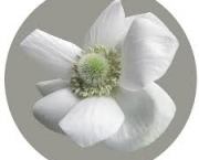 plantas-albinas-em-estufa-3