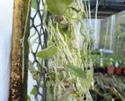 plantas-albinas-em-estufa-6