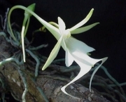 plantas-albinas-em-estufa-9