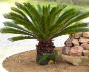plantas-e-ornamentos-palmeira-gueroba-2