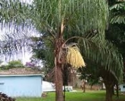 plantas-e-ornamentos-palmeira-gueroba-3