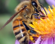 polinizacao-por-abelhas-1