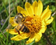 polinizacao-por-abelhas-2