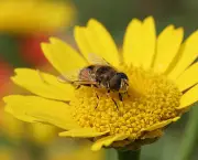 polinizacao-por-abelhas-3