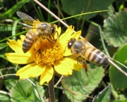 polinizacao-por-abelhas-6