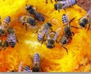 polinizacao-por-abelhas-3