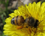 polinizacao-por-abelhas-4
