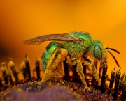 polinizacao-por-abelhas-2